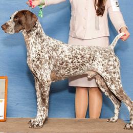 German Shorthaired Pointer and Pointer All Grown Up from Paladen