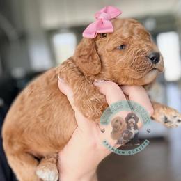 Girl 2 - female Goldendoodle puppy in Marion, Ohio from Doodles & Doxies