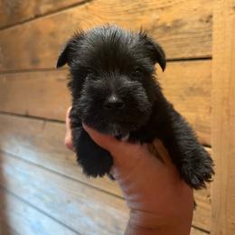 Pink girl - Black female Miniature Schnauzer puppy in Hickory Grove, South Carolina from Oopsie Doodles