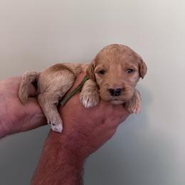Cadbury - Red  male Goldendoodle puppy in Calera, Alabama from Red Mountain Minis