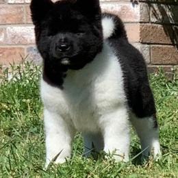 Akita Puppies from Magnolia Akitas