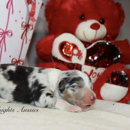 Love bug - Blue merle female Australian Shepherd puppy in Ceres, California from Knight's Aussies