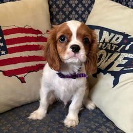Mr. Purple - Blenheim male Cavalier King Charles Spaniel puppy in Erie, Pennsylvania from CAVALMAGNE