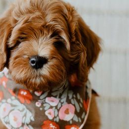 Goldendoodles from Sunset Grove