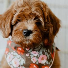 Goldendoodles from Sunset Grove