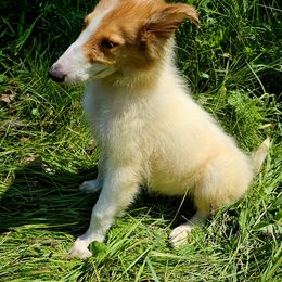 Collie Puppies from Magnificent Collies
