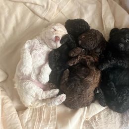 Poodle and Schnoodle Puppies from Marlens.poodles