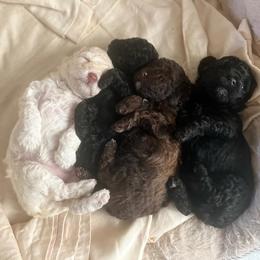 Poodle and Schnoodle Puppies from Marlens.poodles
