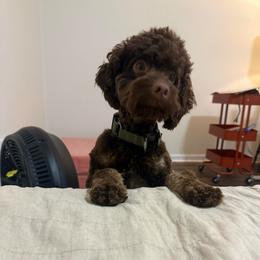Nugget - Black and tan male Cockapoo puppy in Tallahassee, Florida from Panhandle Pups