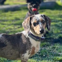 Dachshunds from Southern Sky Dachshunds