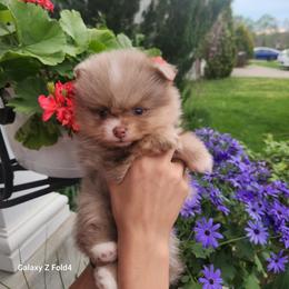 Guinness - 3,500 dollars - Chocolate merle male Pomeranian puppy in Amelia, Ohio from Boujee Puff Poms