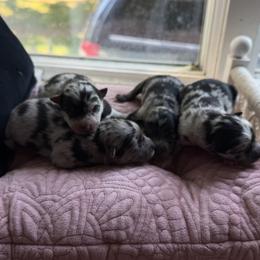 Pomsky puppies from Browns Pomskys