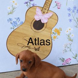 Atlas - Red male Dachshund puppy in Ft Dodge, Iowa from Secret Reality