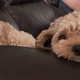 Cruz - Cockapoo