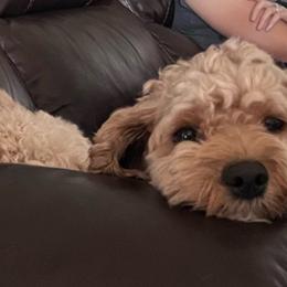 Cruz - Cockapoo