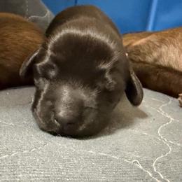 Ms. Pink - Black female Dachshund puppy in Casa Grande, Arizona from Harris Hugs and Wiener Wiggles