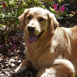 Golden Retrievers from Mischief Golden Retrievers