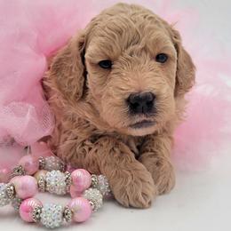 Pink - Apricot female Goldendoodle puppy in Byron, Georgia from Southern Olive Doodles 🫒