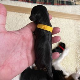 Caleb - Yellow Boy - Black and tan male Cavalier King Charles Spaniel puppy in Little Rock, Arkansas from Montra Japanese Chin & Cavalier King Charles Spaniels