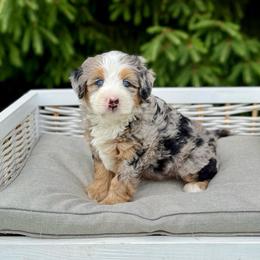 Tyson - Merle male Bernedoodle puppy in Bremen, Indiana from Farmland Doodles