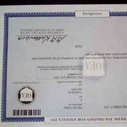 Poodle All Grown Up from Bluemist Kennel