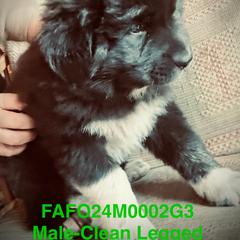 Colorado Mountain Dog Puppies from FAFO Ranch