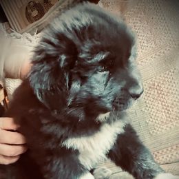 Colorado Mountain Dog Puppies from FAFO Ranch