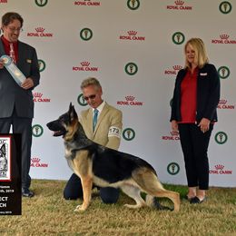 Missi - German Shepherd