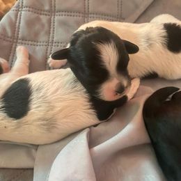 Poodle and Shihpoo Puppies from Peace, Love, and Puppies at the Creek