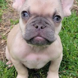 Ziggy - Fawn and white male French Bulldog puppy in Berlin, New Jersey from Jersey French Bulldogs