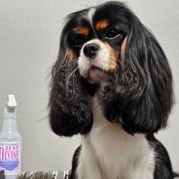 Odette - Cavalier King Charles Spaniel