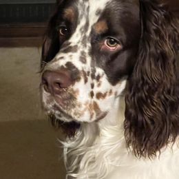 StoneyRidge - English Springer Spaniel