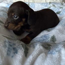 Brandy - Chocolate and tan female Dachshund puppy in Temecula, California from Naomi Magee's Dachshund Kennel