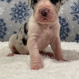 Boy 6 - Great Dane puppy from City Slicker Danes