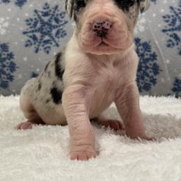 Boy 6 - Great Dane puppy from City Slicker Danes