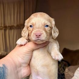 Teddy - Cream male Dachshund puppy in Hornbeck, Louisiana from A&Z Mini Dachshunds