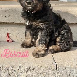 Biscuit - Sable female Aussiedoodle puppy in Ellenburg Center, New York from Kristin's Puppies