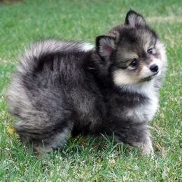 Pomsky Puppies from Acacia Pomskies