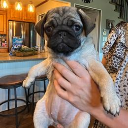 Girl 1 - Pug puppy from Holland Pugs