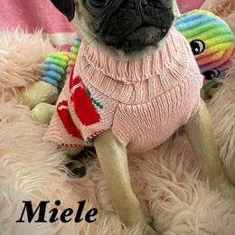 Miel - Fawn female Pug puppy in Hesperia, California from Amatskennel - Stubby Tails Ranch