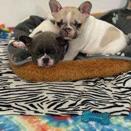 French Bulldog Puppies from Pardon My French Exquisite French Bulldogs