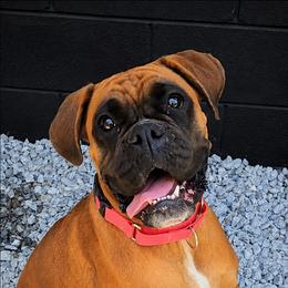 Sasha - Boxer