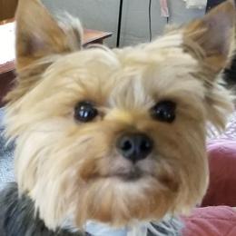 Yorkshire Terriers from Julie's Yorkie Pups