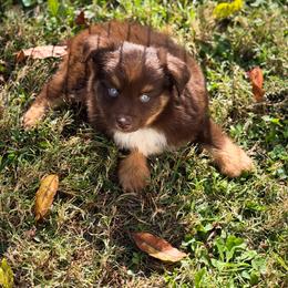 Australian Shepherd puppies from Lil’ Town Aussies