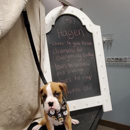 Boxer Puppies from Truax Farms