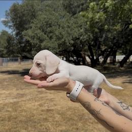 Isabella based red extreme piebald smooth male - Piebald male Dachshund puppy in Killeen, Texas from Southern Dachshunds