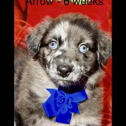 Arrow - Blue merle male Australian Shepherd puppy in Az, Yuma, Arizona from The Southern Dog
