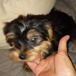 Poodles and Yorkshire Terriers from Kelley's Kennels