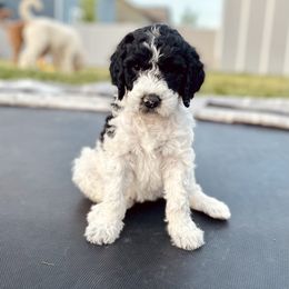 Goldendoodle and Sheepadoodle Puppies from Maplesierradoodles