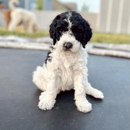 Goldendoodle and Sheepadoodle Puppies from Maplesierradoodles